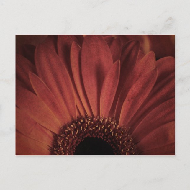 Cartão Postal Abstrato Daisy (Frente)