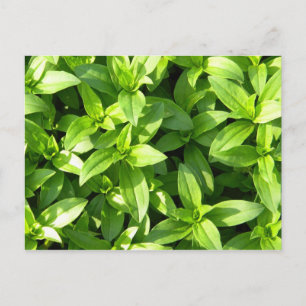 Cartão Postal Abundant Groundcover