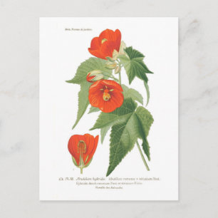 Cartão Postal Abutilon venoso x striatum