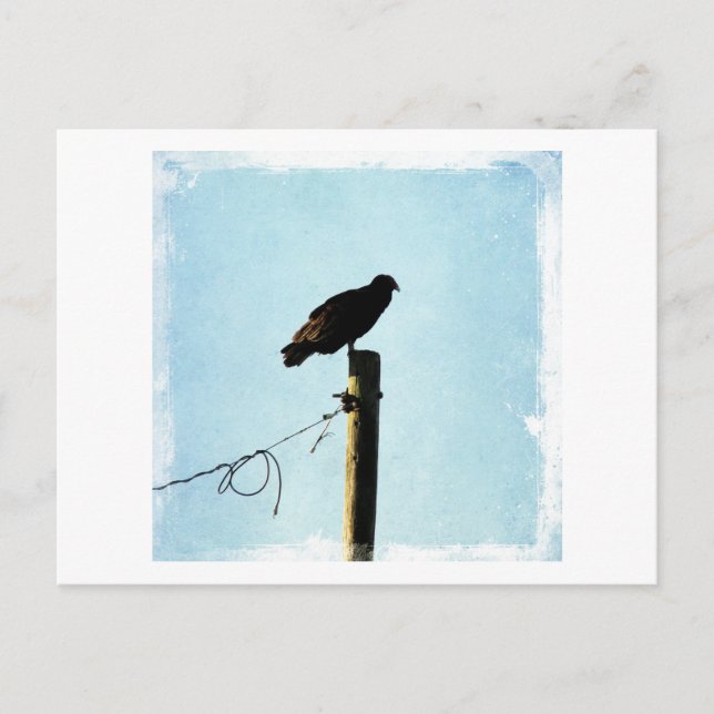 Cartão Postal Abutre (Frente)