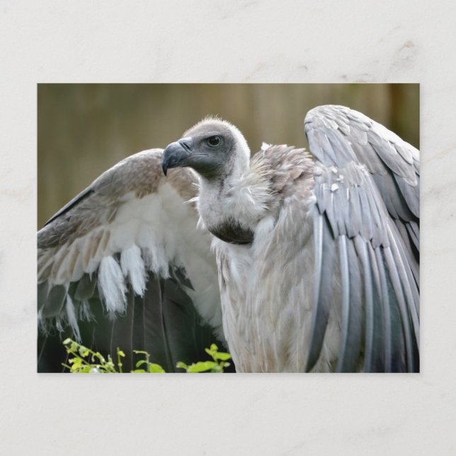 Cartão Postal Abutre branco com asas abertas (Frente)