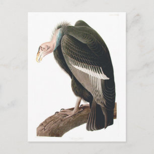 Cartão Postal Abutre da Califórnia (Condor), Audubon Fine Art