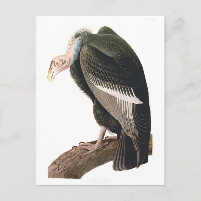 Cartão Postal Abutre da Califórnia (Condor), Audubon Fine Art (Frente)