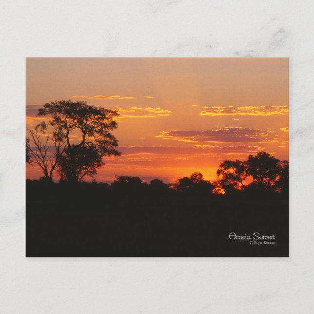 Cartão Postal Acacia Sunset (Frente)