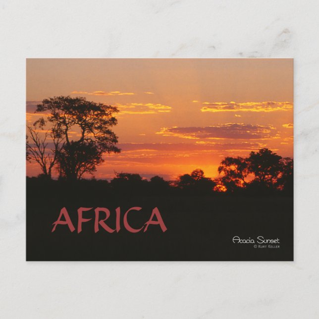Cartão postal Acacia Sunset Africa (Frente)
