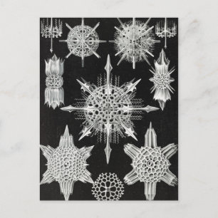 Cartão Postal Acanthophracta, Wunderstrahlinge Aquatic Animal