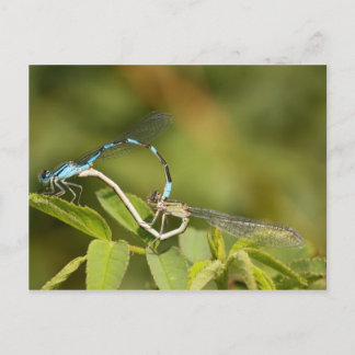 Cartão Postal Acasalamento de Damselflies