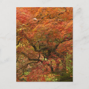 Cartão Postal Ácer japonês em cores de outono