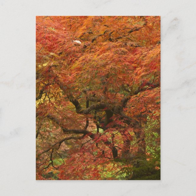 Cartão Postal Ácer japonês em cores de outono (Frente)