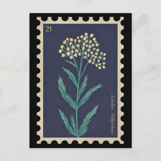Cartão Postal Achillea millefolium Flora Botânico Vintage