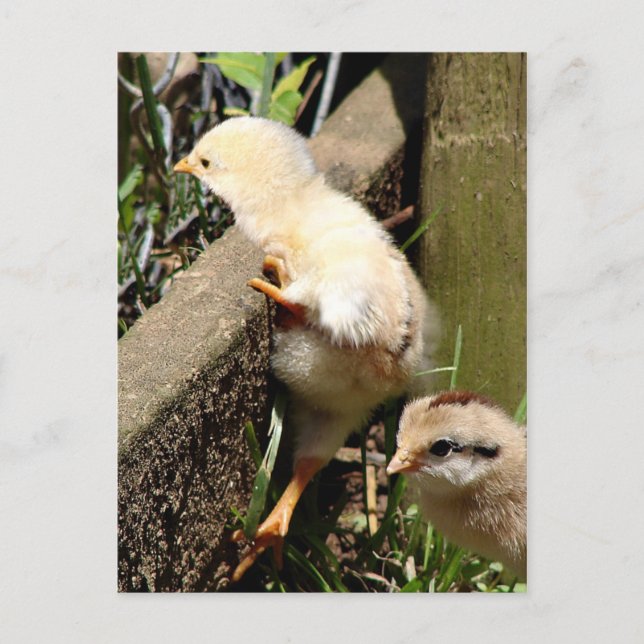 Cartão Postal Acho que posso. (Frente)