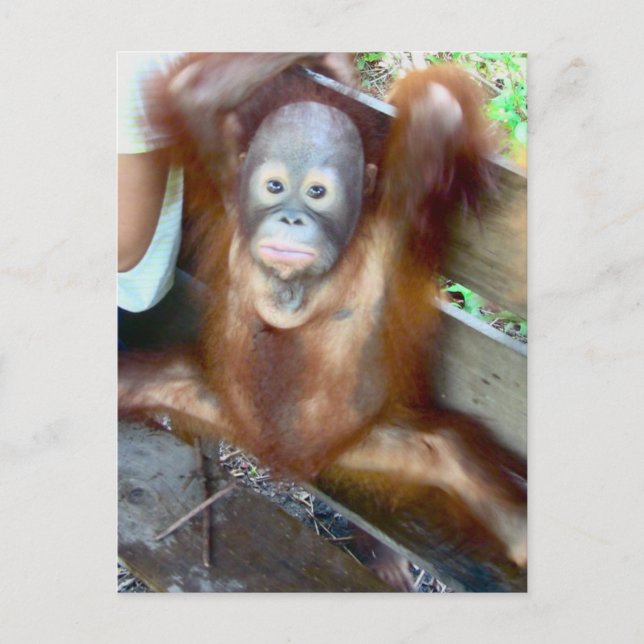 Cartão Postal Acidente com Bebê Animal (Frente)