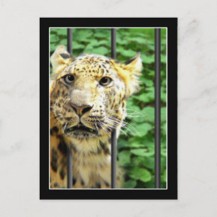 Cartão Postal Acidente no zoológico