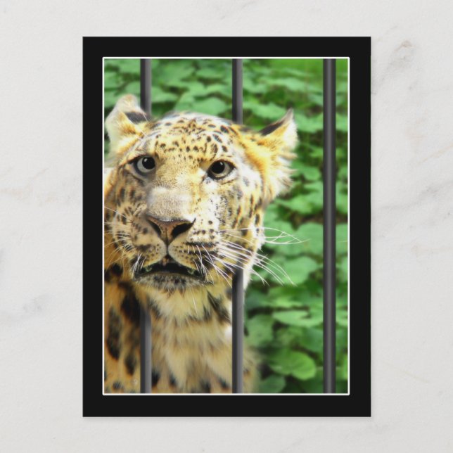 Cartão Postal Acidente no zoológico (Frente)