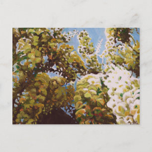 Cartão Postal Acima nas glicínias 2011