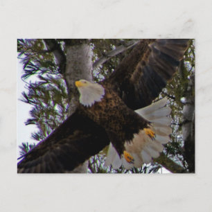 Cartão Postal Ackley Eagle