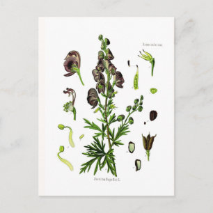 Cartão Postal Aconitum napellus (Monkshood)