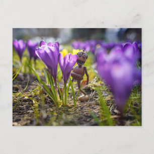 Cartão Postal Acorn elf com primavera de flor de croco roxo