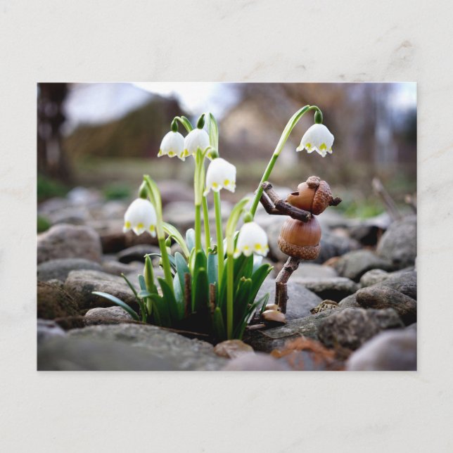 Cartão Postal Acorn elf com primavera de flor em floco de neve (Frente)