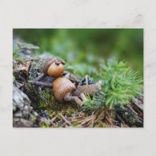 Cartão Postal Acorn elf descansando na floresta
