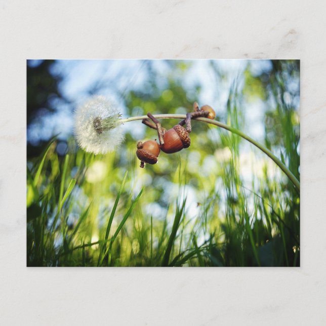 Cartão Postal Acorn elf sobre o dandelion (Frente)