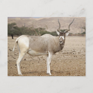 Cartão Postal Addax Antelope