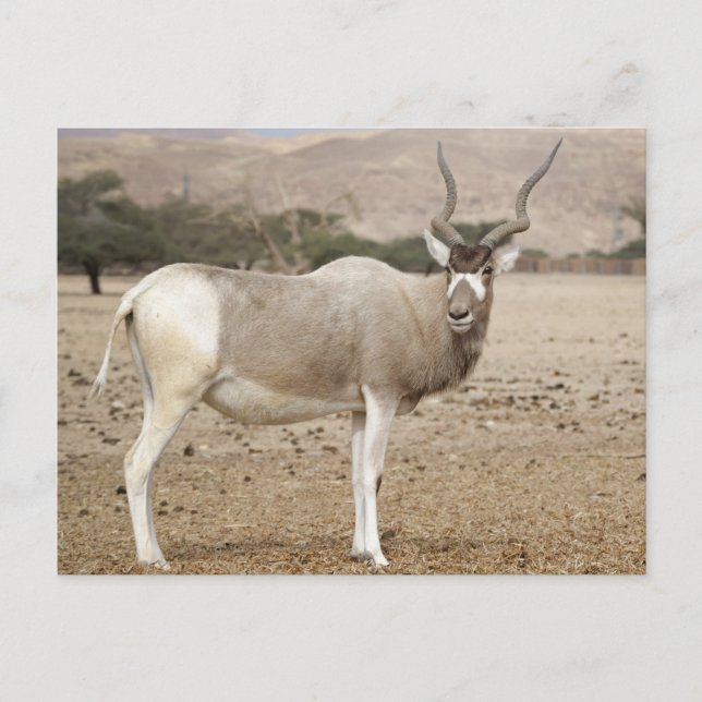 Cartão Postal Addax Antelope (Frente)
