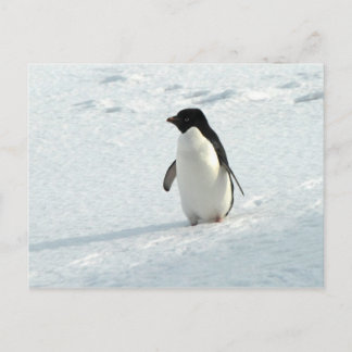 Cartão Postal Adelie Penguin