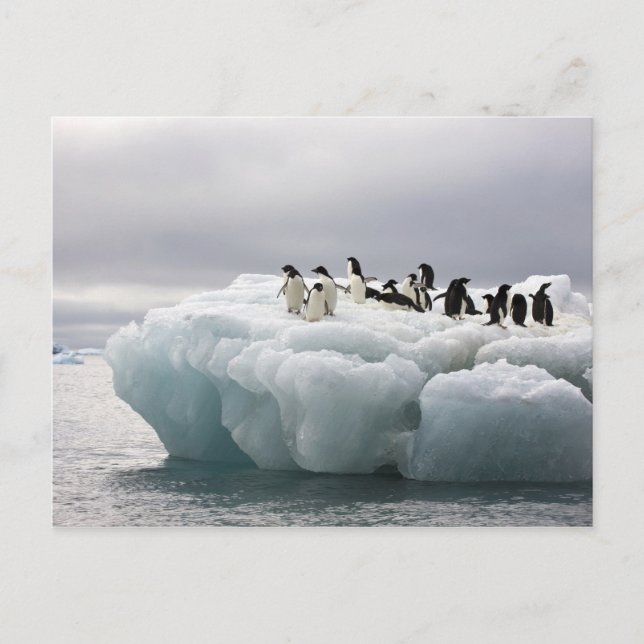 Cartão Postal Adelie Penguin Pygoscelis adeliae), (Frente)