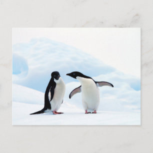 Cartão Postal Adelie Penguins
