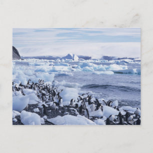 Cartão Postal Adelie Penguins Pygoscelis adeliae