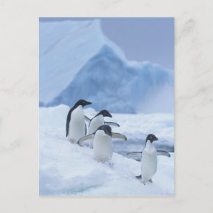 Cartão Postal Adelie Penguins (Pygoscelis adeliae) no gelo,