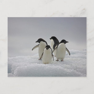 Cartão Postal Adelie Penguins sobre Fluxos de Gelo