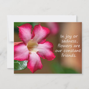 Cartão Postal Adenium Obesum, flor rosa, também conhecida por Ro