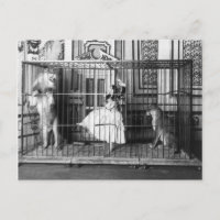 Adgie e seus leões treinados Circo 1897