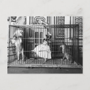 Cartão Postal Adgie e seus leões treinados Circo 1897