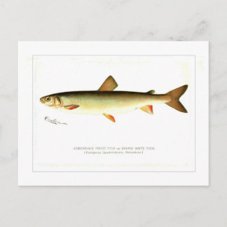 Cartão Postal Adirondack Frost Fish