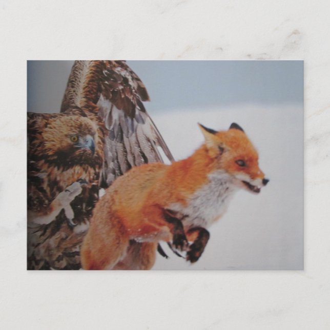 Cartão Postal Adler-Fuchs-Kampf- Postkarte (Frente)