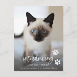 Cartão Postal Adoção de Gato ou Gato, Introdução de Nova Foto Pe