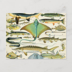 Cartão Postal Adolphe Millot Fish B