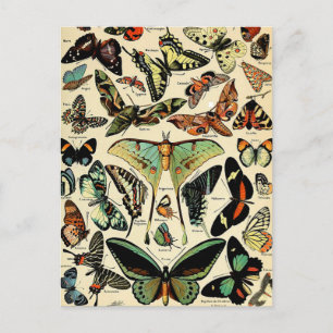 Cartão Postal Adolphe Millot Papillons