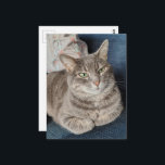 Cartão Postal Adorable Grey Tabby Cat<br><div class="desc">An adorable grey tabby cat named Mouse. I told her that they had just issued a severe thunderstorm warning and we were going to have to go inside from the screened in porch and she was like so what in her attitude so I knew that the weather was going to...</div>