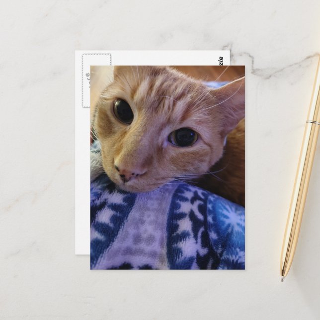 Cartão Postal Adorable Sleepy Ginger Kitty (Frente/Verso In Situ)