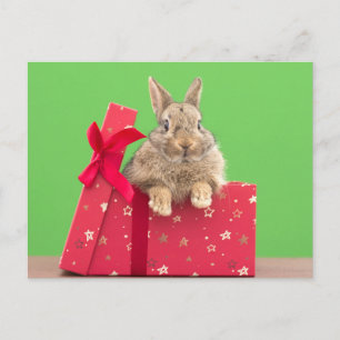 Cartão Postal Adoráveis Animais Bebês   Coelho de Natal