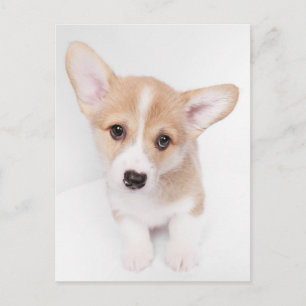 Cartão Postal Adoráveis Animais Bebês   Filhote de Corgi