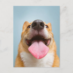 Cartão Postal Adoráveis Animais Bebês   Língua de Corgi