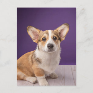 Cartão Postal Adoráveis Bebês Animais   Filhote de Corgi no Roxo