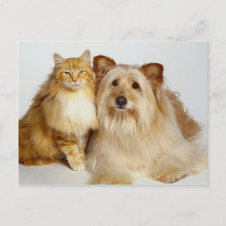 Cartão Postal Adoráveis Melhores Amigos Cão e Foto de Gato