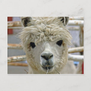 Cartão Postal Adorável