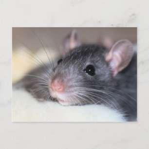 Cartão Postal Adorável